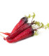 BIO Mrkev raná Rouge Sang - Daucus carota - bio semena - 200 ks