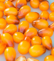 Rajče Indigo Pear Drops - Solanum lycopersicum - semena - 5 ks