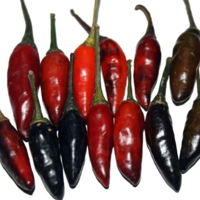 Chilli Krishna jolokia - Capsicum annuum - semena - 7 ks