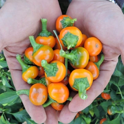 Chilli Korál oranžové - Capsicum annuum - semena - 7 ks