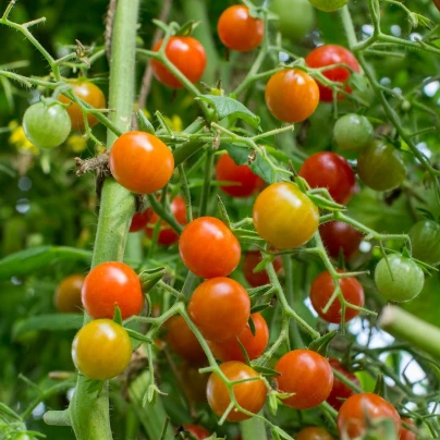 Rajče koktejlové Primavera - Solanum lycopersicum - semena - 7 ks