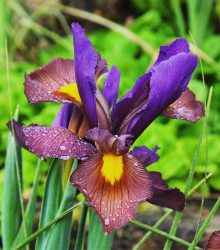 Kosatec Tigereye - Iris hollandica - cibuloviny - 3 ks