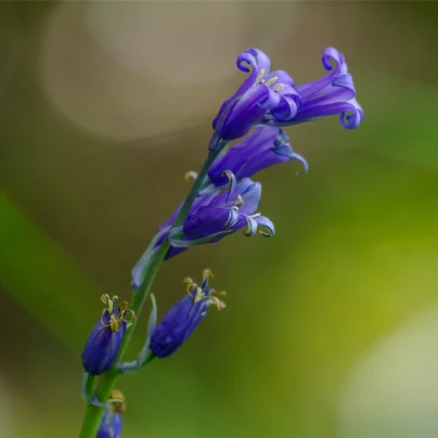 Hyacintovec britský - Hyacinthoides non scripta - cibuloviny - 5 ks