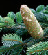 Jedle bělokorá - Abies alba - semena - 7 ks