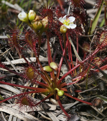 Rosnatka prostřední - Drosera intermedia - semena - 10 ks