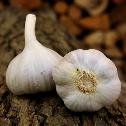 Sadbový česnek Bjetin - Allium sativum - paličák - cibuloviny - 1 balení