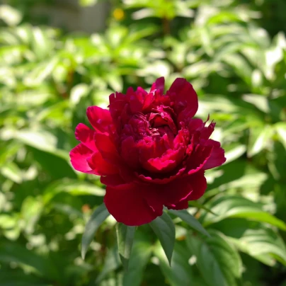 Pivoňka Madame Gaudichau - Paeonia lactiflora - cibuloviny - 1 ks