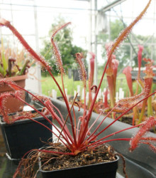 Rosnatka Red plant - Drosera capensis - semena - 15 ks