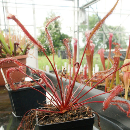 Rosnatka Red plant - Drosera capensis - semena - 15 ks