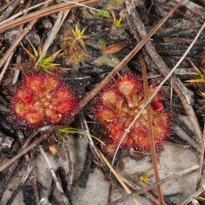 Rosnatka Minor - Drosera capensis - semena - 10 ks