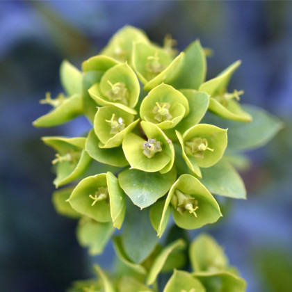 Pryšec statný - Euphorbia characias - semena - 18 ks