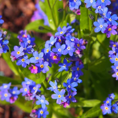 Pomněnka alpinská zakrslá - Myosotis alpestris - semena - 700 ks