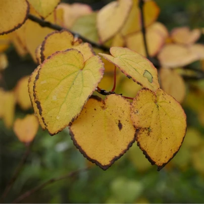 Zmarličník japonský - Cercidiphyllum japonicum - semena - 8 ks