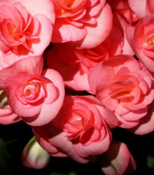 Begonie Nonstop růžová - Begonia tuberhybrida - cibuloviny - 2 ks