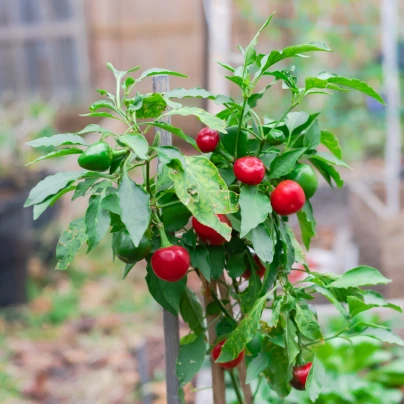 Chilli Satans Kiss - Capsicum annuum - semena - 7 ks