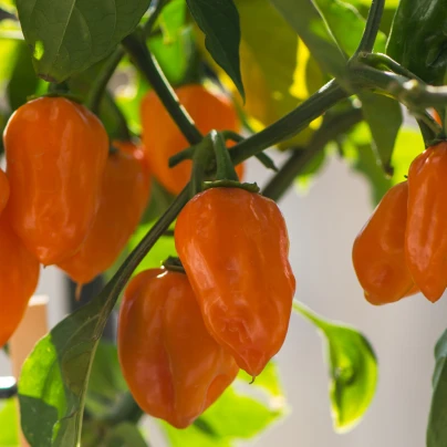 Paprika Habanada - Capsicum Chinense - semena - 10 ks