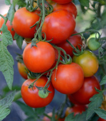Rajče Alicante - Solanum lycopersicum - semena - 8 ks