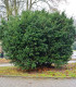 Tis červený - Taxus baccata - semena - 5 ks