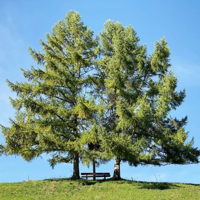 Modřín opadavý - Larix decidua - semena - 10 ks