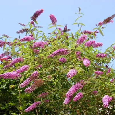 Komule Davidova směs - Buddleja davidi - semena - 20 ks