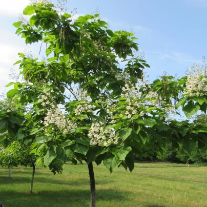 Katalpa severní - Catalpa speciosa - semena - 8 ks