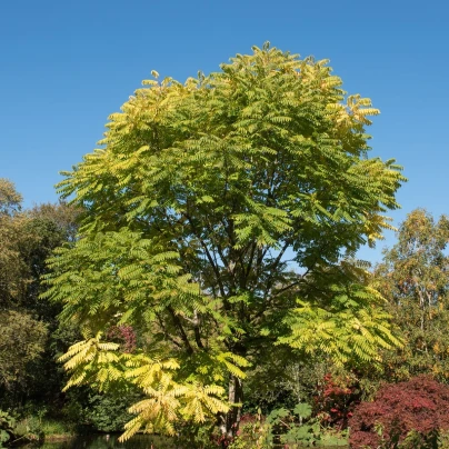 Česnekovník čínský - Toona sinensis - semena - 7 ks