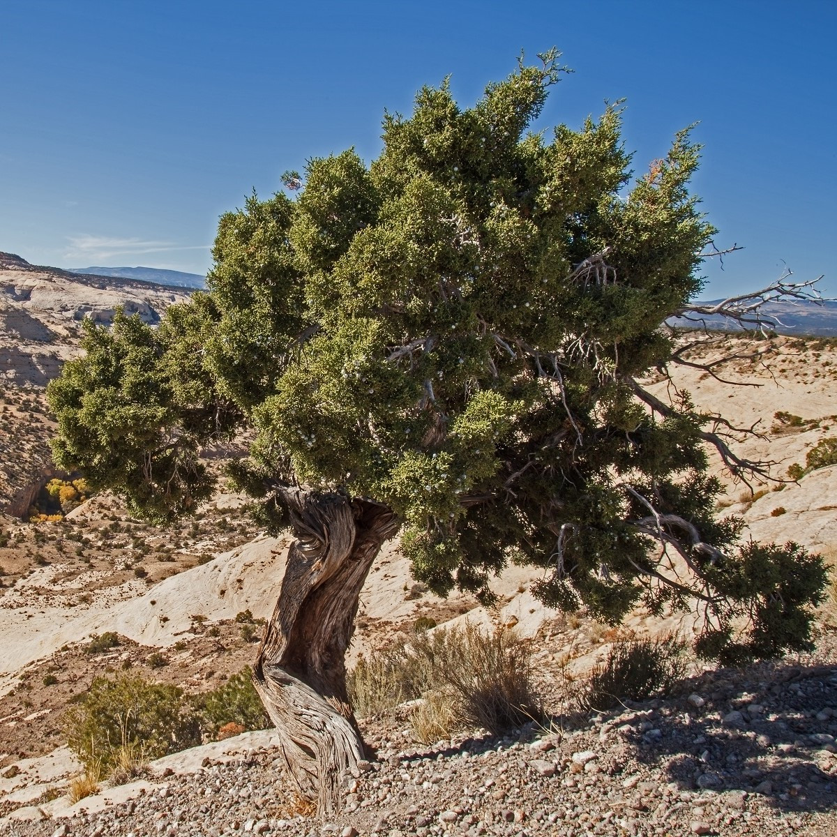 Jalovec osteosperma - Juniperus osteosperma - semena - 5 ks