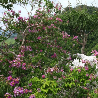 Lagerstroemie nádherná - Lagerstroemia floribunda - semena - 7 ks