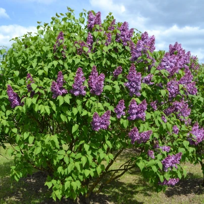 Šeřík obecný - Syringa vulgaris - semena - 8 ks