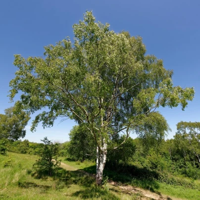 Bříza bělokorá - Betula pendula - semena - 15 ks