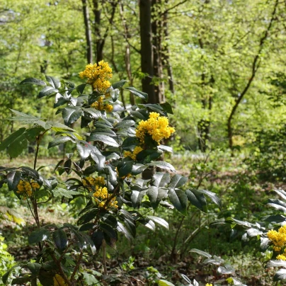 Mahónie cesmínolistá - Mahonia aquifolium - semena - 5 ks