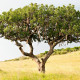Salámový strom - Kigelia africana - semena - 4 ks
