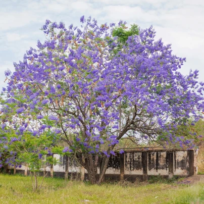 Žakaranda mimózolistá - Jacaranda mimosifolia - semena - 6 ks