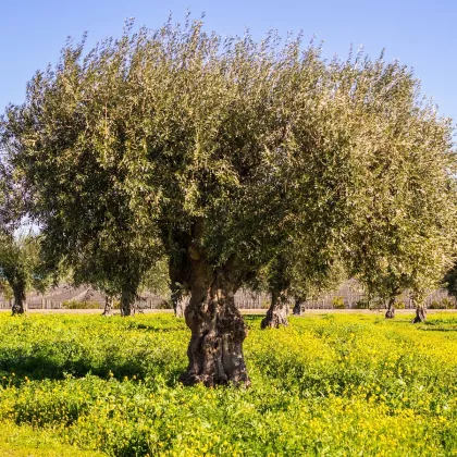 Olivovník evropský - Olea europaea - semena - 5 ks