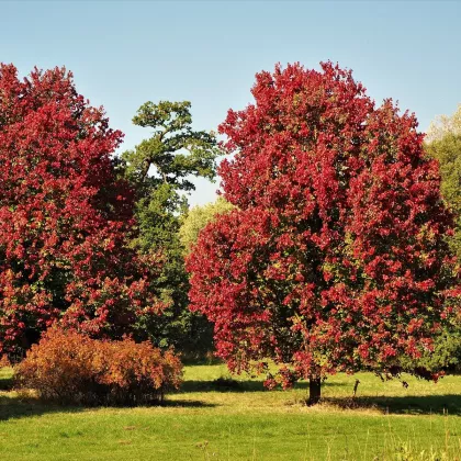 Javor červený - Acer rubrum - semena - 5 ks