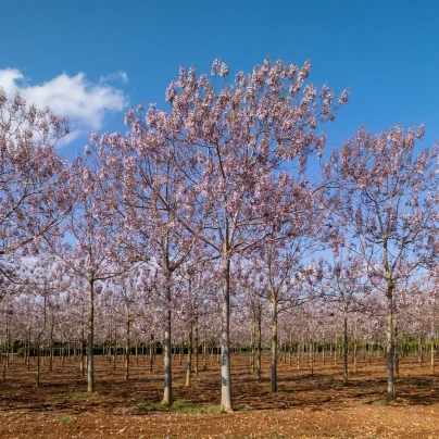 Paulovnie protáhlá - Paulownia elongata - semena - 15 ks