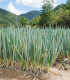 Cibule svazková zimní Freddy - Allium fistulosum - semena - 250 ks