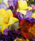 Směs frézie plnokvěté - Freesia - cibuloviny - 9 ks