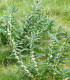 Kozinec sladkolistý - Astragalus glycyphyllos - semena - 20 ks