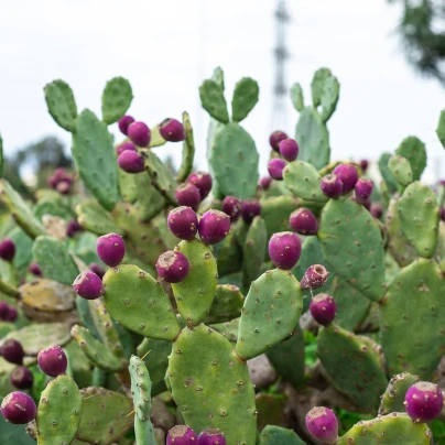 Opuncie poléhavá - Opuntia humifusa - semena - 7 ks