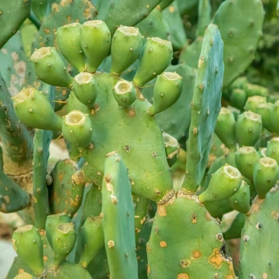 Opuncie poléhavá - Opuntia humifusa - semena - 7 ks