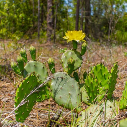 Opuncie poléhavá - Opuntia humifusa - semena - 7 ks