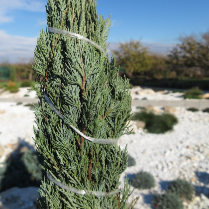 Jalovec virginský - Juniperus virginiana - semena - 5 ks
