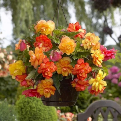 Begonie Golden Balcony - Begonia tuberhybrida - cibuloviny - 2 ks