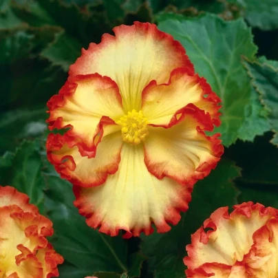 Begonie Marginata žlutá - Begonia crispa - cibuloviny - 2 ks