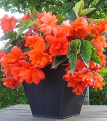 Begonie oranžová - Begonia pendula - cibuloviny - 2 ks
