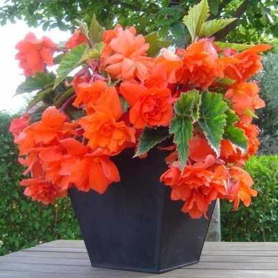 Begonie oranžová - Begonia pendula - cibuloviny - 2 ks