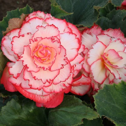 Begonie Picotee bílá - Begonia - cibuloviny - 2 ks