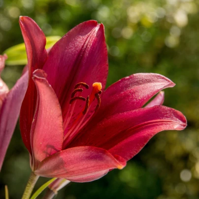 Lilie Purple Dream - Lilium asiatica - cibuloviny - 1 ks