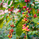Kávovník arabský Costa Rica 95 - Coffea arabica - semena - 5 ks